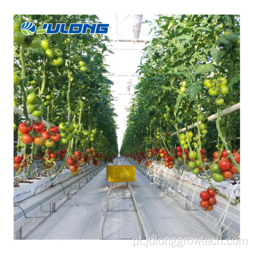 Casas verdes comerciais multi span de tomate estufa